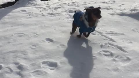 Slowmo blue sweater dog runs across snow parking lot