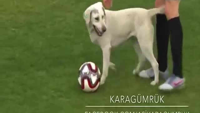 The dribbling dog in the field