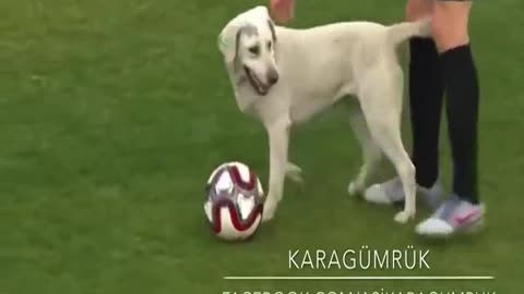 The dribbling dog in the field