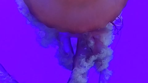 Awesome jellyfish