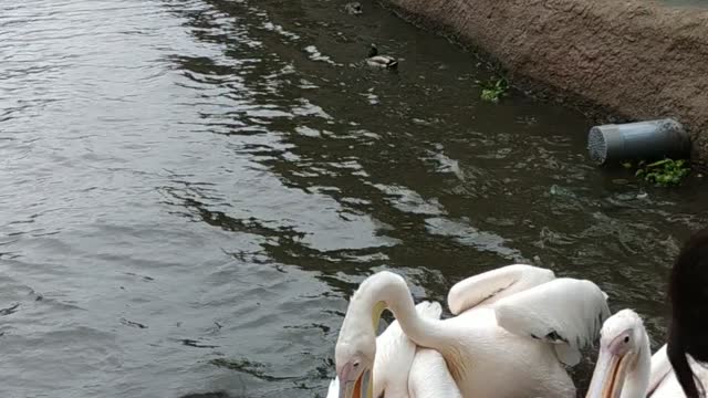 神戶動物王國雀鳥表演KoBe Animal Kingdom Bird Show