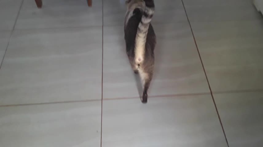 Olha os meus bichinhos