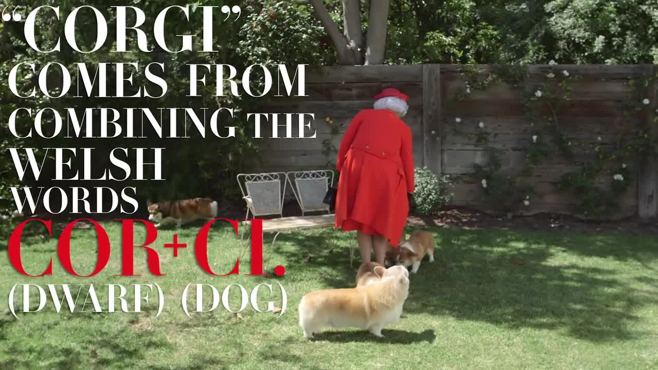Meet the Queen's Royal Corgis _ Vanity Fair