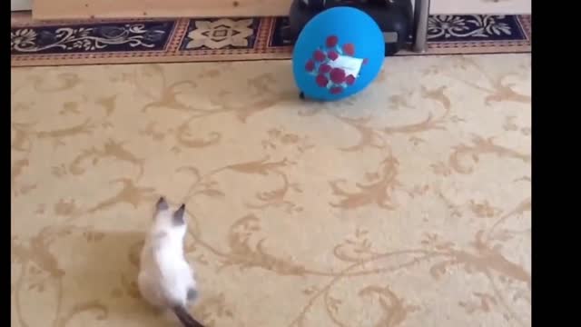 Cat funny videos