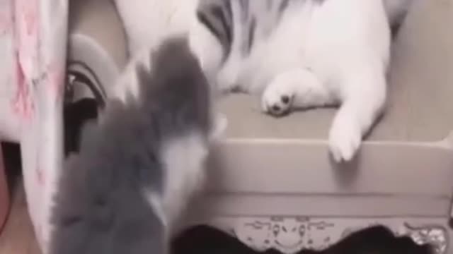 Cute Cat Video Funny Cat