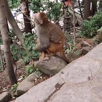 Cute baby Monkey Play