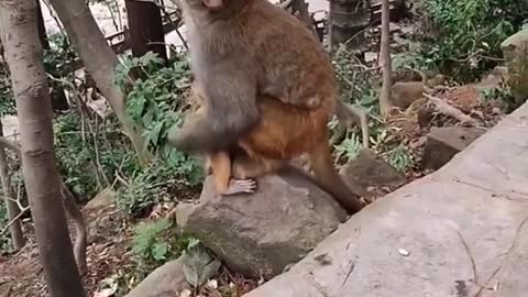 Cute baby Monkey Play