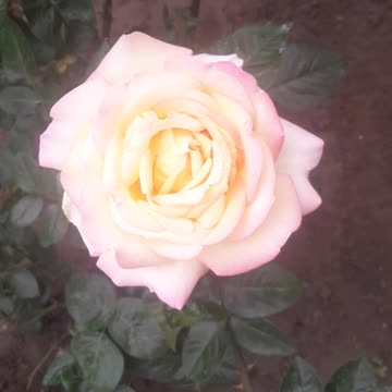 Rose and street sounds