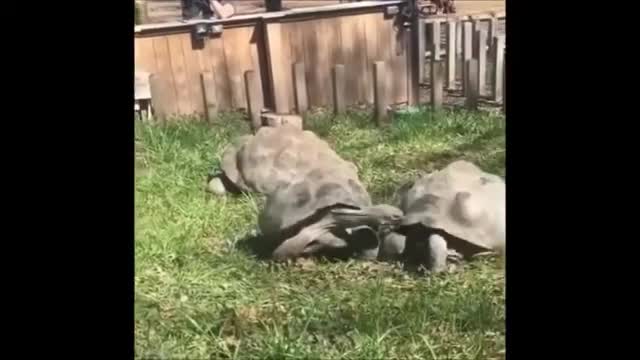 AWW Animals funny Video# cat vs dog fight funny Video#