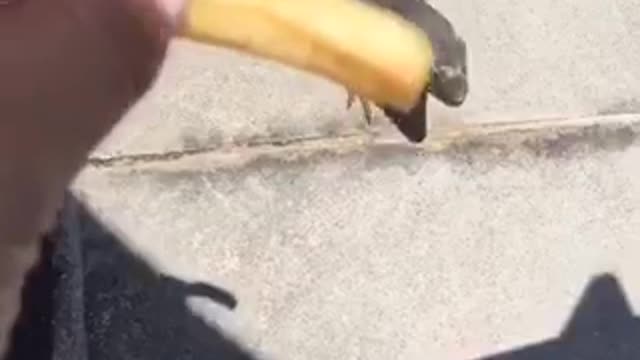 Girl gives fry to lizard while at the pool
