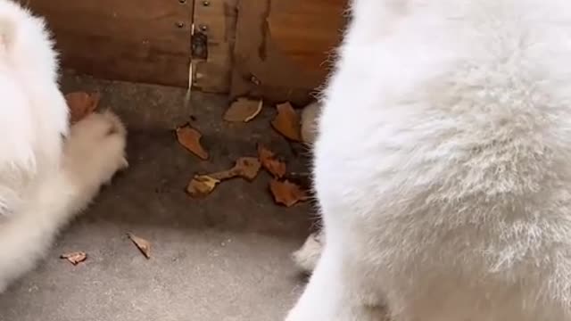 what a puppy can give you