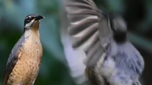 juvenile male Victoria rifle bird failed to impress this female while practicing the mating dance💚