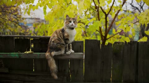 Collored Cat on Fence