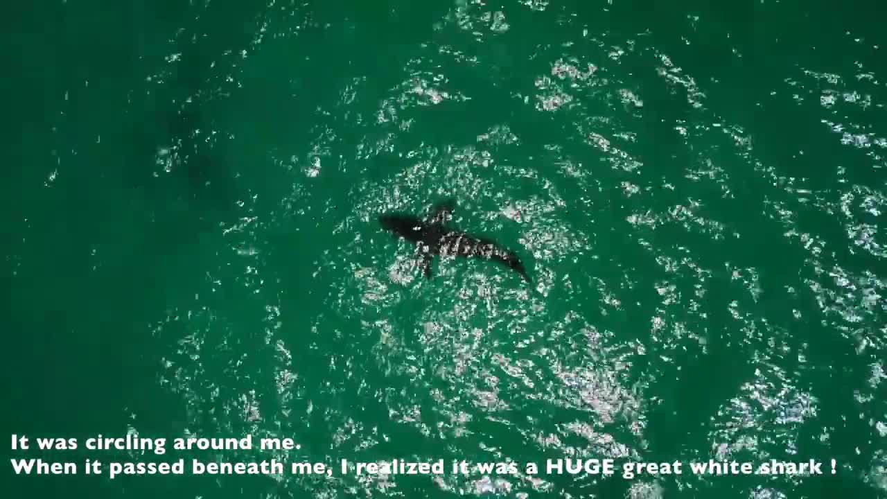 Kitesurfing : big white shark turning around me !