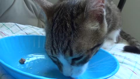 Hungry Kitten Eats Whiskas