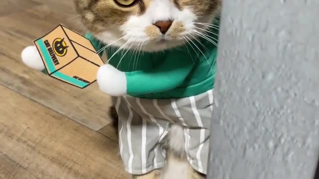 Funny video of cats