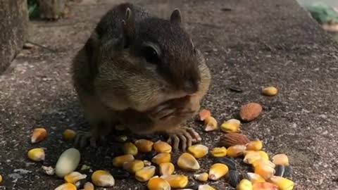 cute squirrel