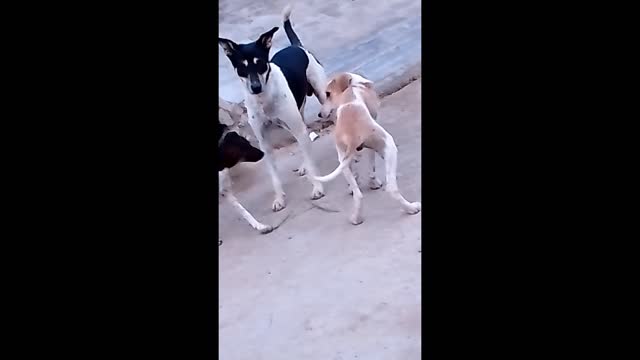 Baby Funny Dog 🐶 And Playing Dog.