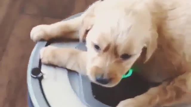 puppy that sweeps the floor for its owner