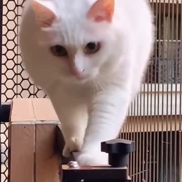 Kucing Sangat Gemuk Sekali