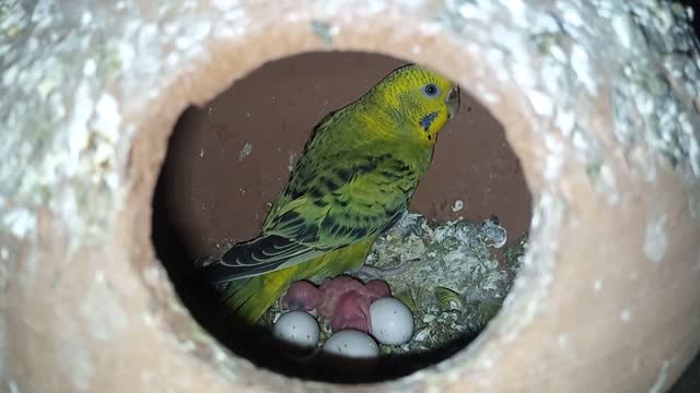 Newly Hatched Budgies Cute Babies😍