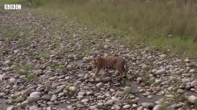 Shocking return of Tiger to Nepal brings Joy and Fear.