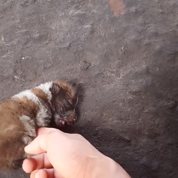 Funny animals love you two so much