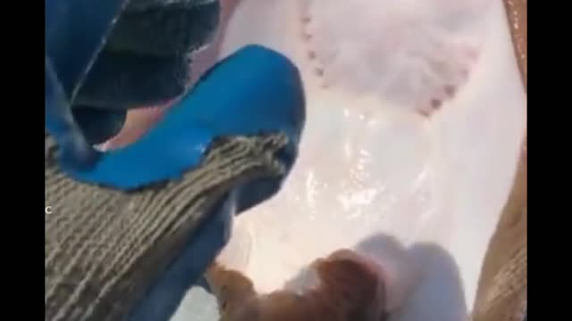 The Cute Moment A Guy Tickled A Fish.