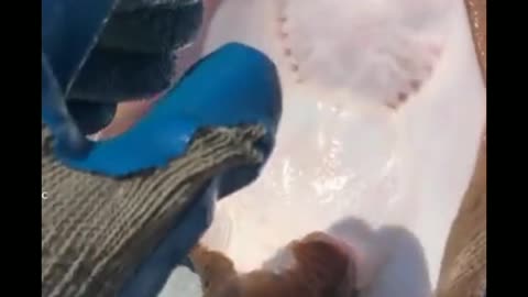 The Cute Moment A Guy Tickled A Fish.