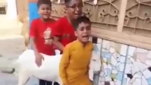 Boys Crying and Trying to Save Goat From Slaughter