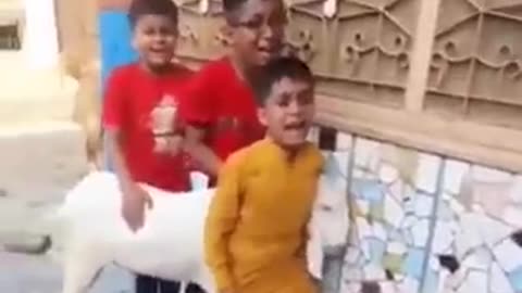 Boys Crying and Trying to Save Goat From Slaughter