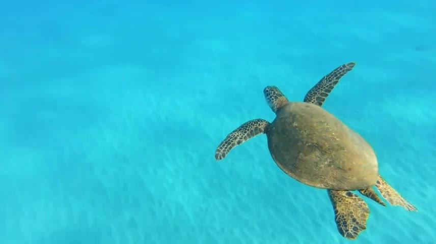 Let's love sea creatures because they're so cute