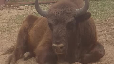 Russian Zubr =Bison relaxing