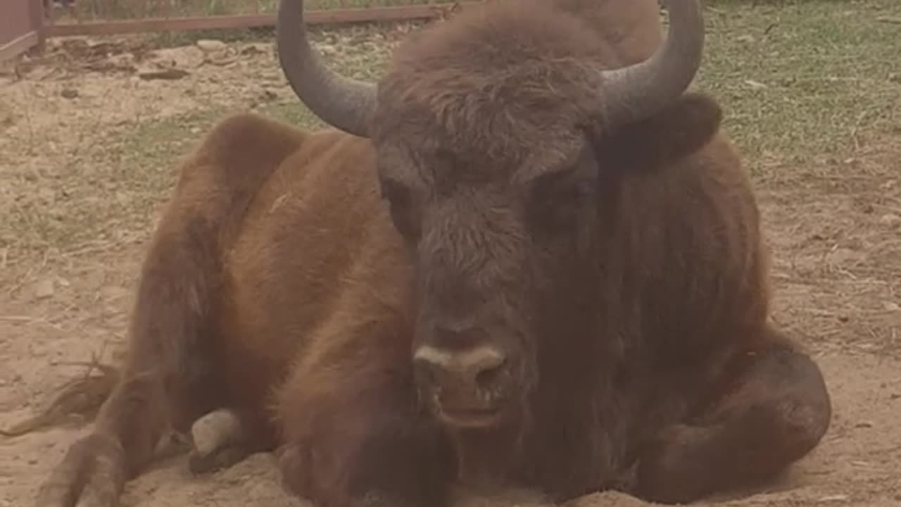 Russian Zubr =Bison relaxing