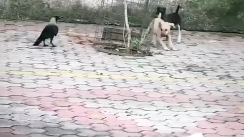 Very funny cats and dogs video