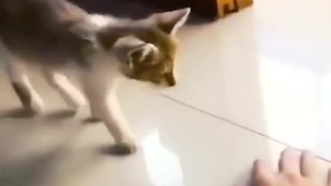 Daily cat wee short compilation