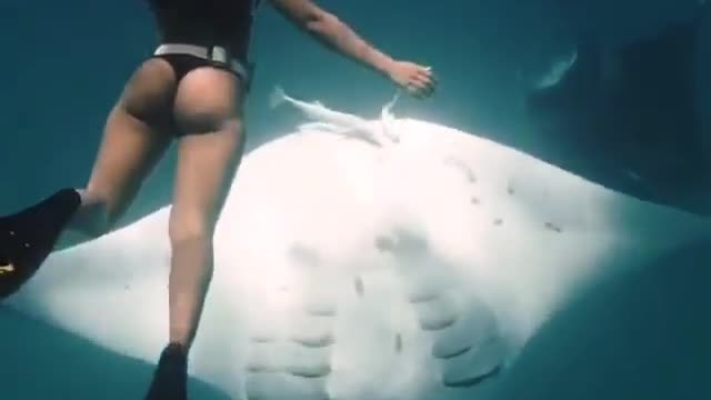 Swimming with stingrays.