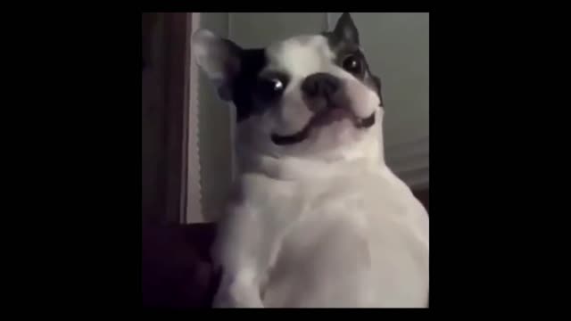 never underestimate a dog