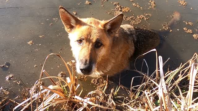 Dogs Getting Wet By Running In The River Side 4k video