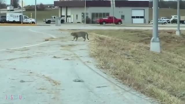 Animales Graciosos -Gatos y Perros Chistosos