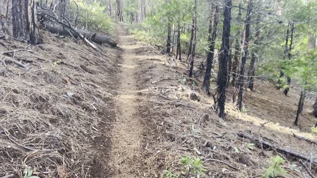 Ascending Straight Up the Lower Forest Section – The Black Butte Trail – Central Oregon – 4K