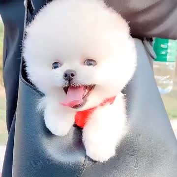 Tiny puppies in Bag😍😍❤️❤️❤️😍😍😍 #viralshorts #shorts #trendingvideos #dogvideos #funnydogs #pets
