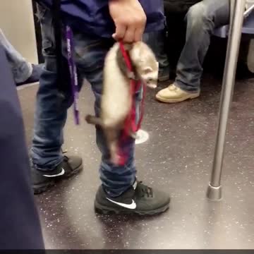 Man holding ferret with red leash on subway train