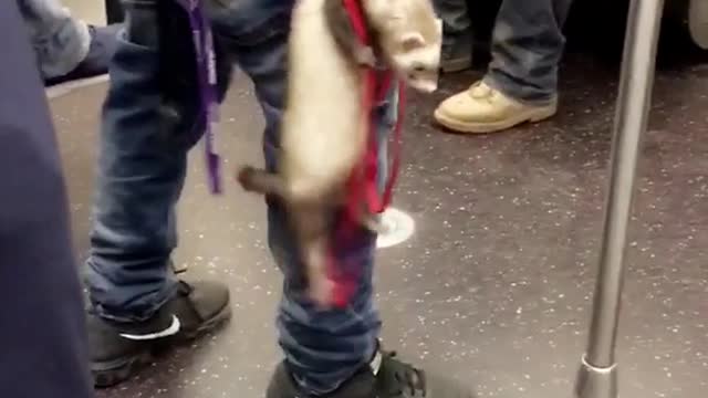 Man holding ferret with red leash on subway train
