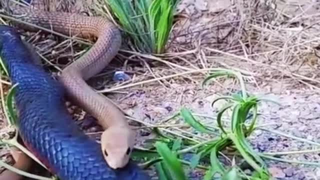 King snake hunting snake😱#wildanimals #snake #kingsnake #animals(1)