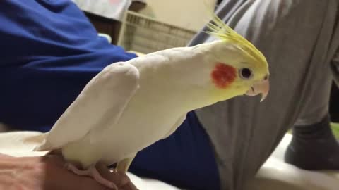 Sings Cockatiel _Another One Bites the Dust_