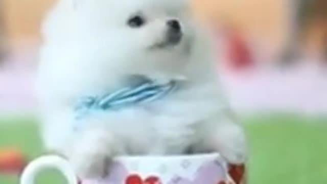 Baby pomeranian puppy