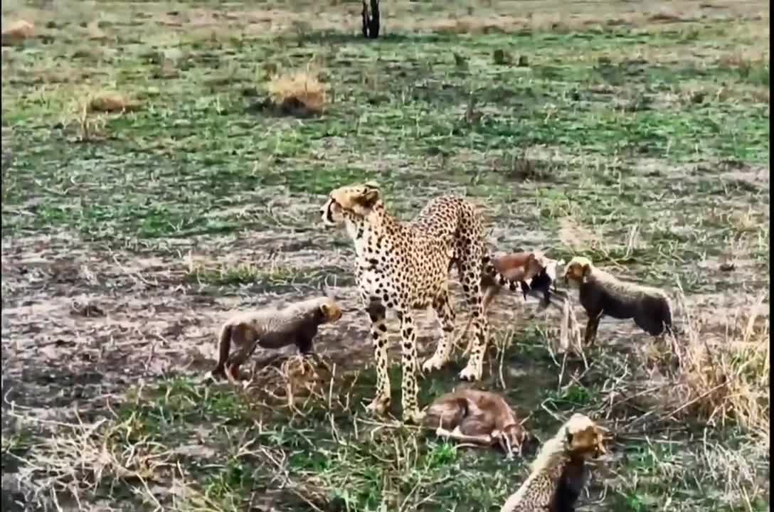 A chance to exercise your children