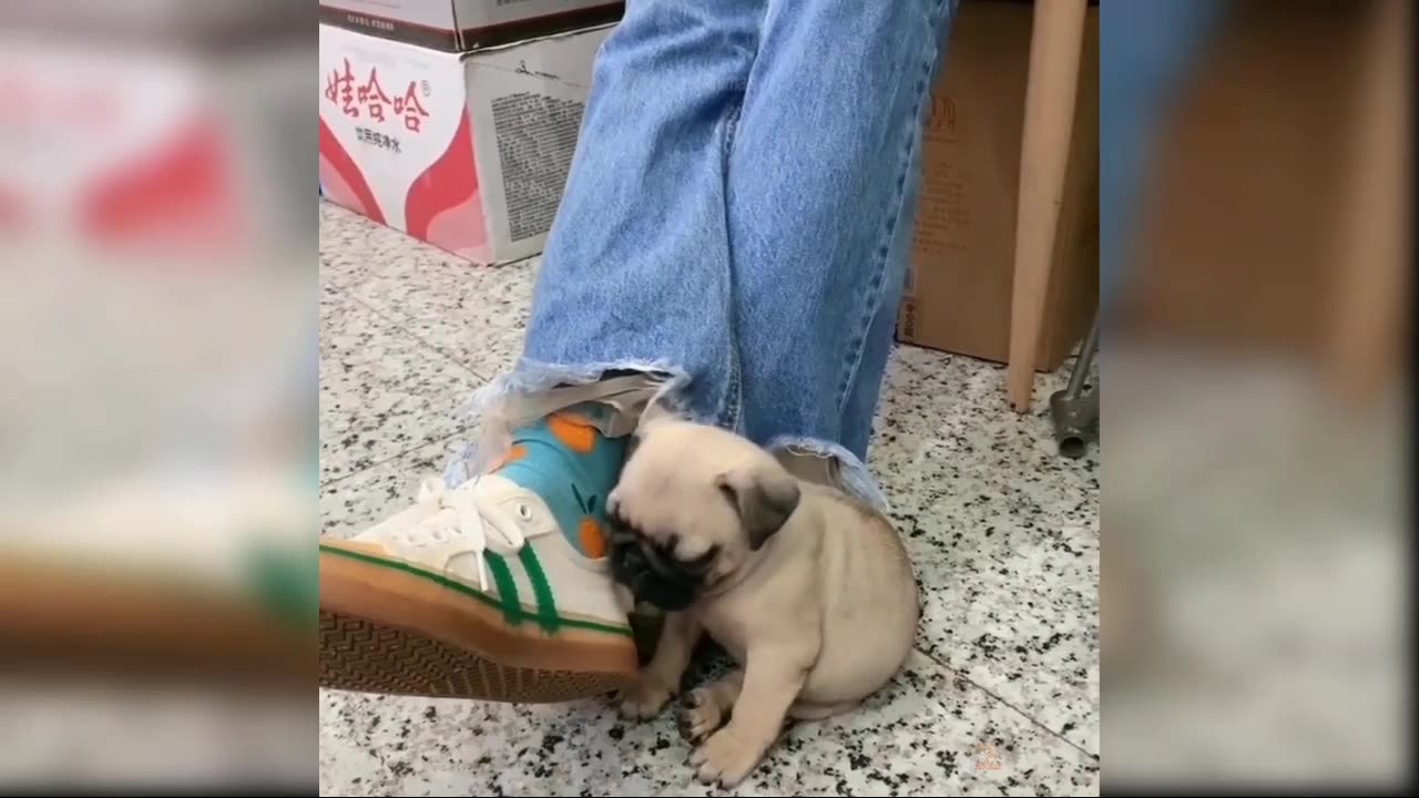 Cute baby dog's funny moments 😄