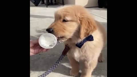 dog funny moment quarantine